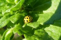 Psyllobora vigintiduopunctata