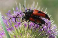Stictoleptura cordigera