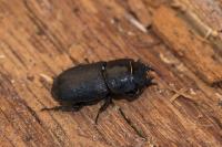 Dorcus parallelipipedus