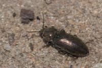 Selatosomus latus