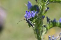 Opsilia coerulescens