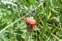 Pyrochroa serraticornis