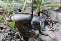 Lucanus cervus