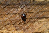 Exochomus quadripustulatus