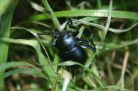 Timarcha tenebricosa