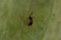 Drilus flavescens
