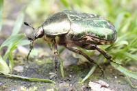 Cetonia aurata