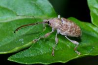 Curculio elephas