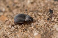 Maladera holosericea