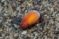 Serica brunnea
