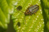 Xanthogaleruca luteola