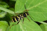 Clytus arietis