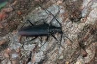Cerambyx cerdo
