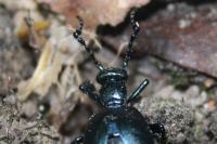 Meloe violaceus