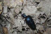 Meloe violaceus