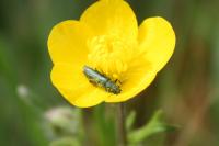 Psilothrix viridicoerulea