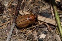 Rhizotrogus marginipes