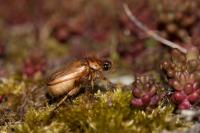 Rhizotrogus marginipes