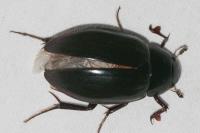 Hydrophilus piceus