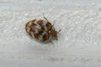 Anthrenus verbasci