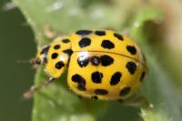 Psyllobora vigintiduopunctata