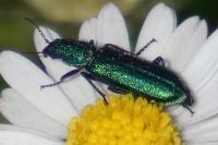 Psilothrix viridicoerulea