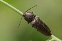 Cidnopus pilosus