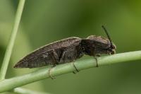 Cidnopus pilosus