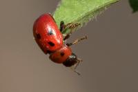 Gonioctena fornicata