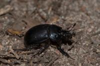 Typhaeus typhoeus