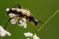 Rutpela maculata