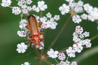 Rhagonycha fulva