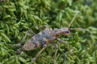 Rhagium sycophanta