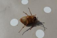 Rhizotrogus marginipes