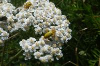 Cteniopus sulphureus