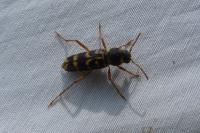 Xylotrechus arvicola