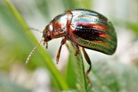 Chrysolina americana
