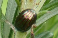 Chrysolina americana