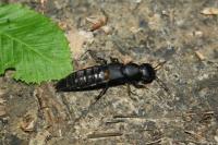 Ocypus olens