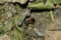 Anchomenus dorsalis