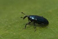 Aulacobaris coerulescens