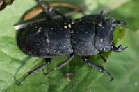 Dorcus parallelipipedus