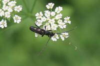 Anoplodera sexguttata
