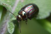 Chrysolina americana