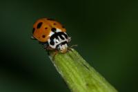 Hippodamia variegata