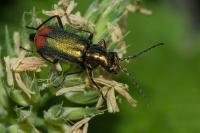 Malachius bipustulatus
