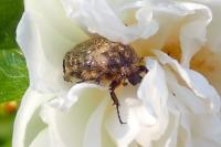 Oxythyrea funesta