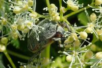 Cetonia aurata