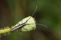 Agapanthia cardui