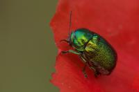Cryptocephalus sericeus